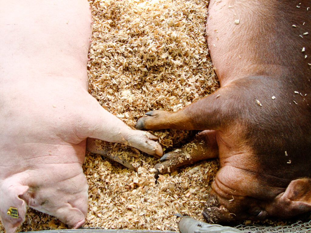 Animal Shavings Alabama